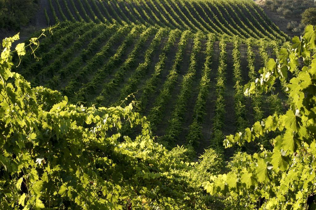 Agriturismo Castello Di Querceto Lucolena in Chianti Екстериор снимка